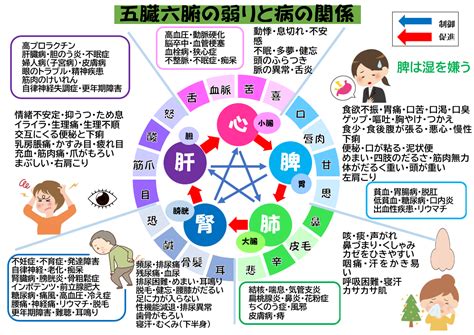 五行六腑|五臓六腑